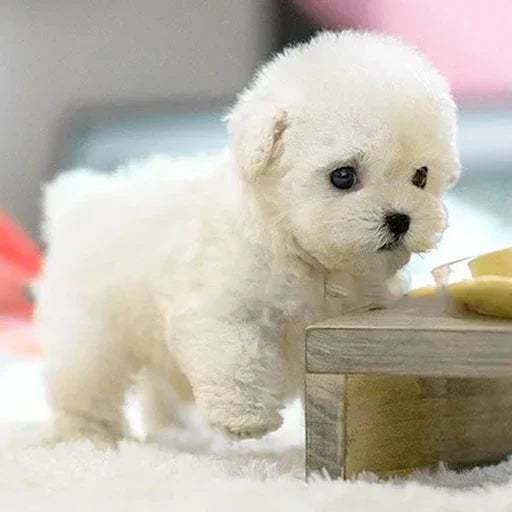 AI Robot Puppy – Walks, Barks & Wags Tail Like a Real Dog ⭐