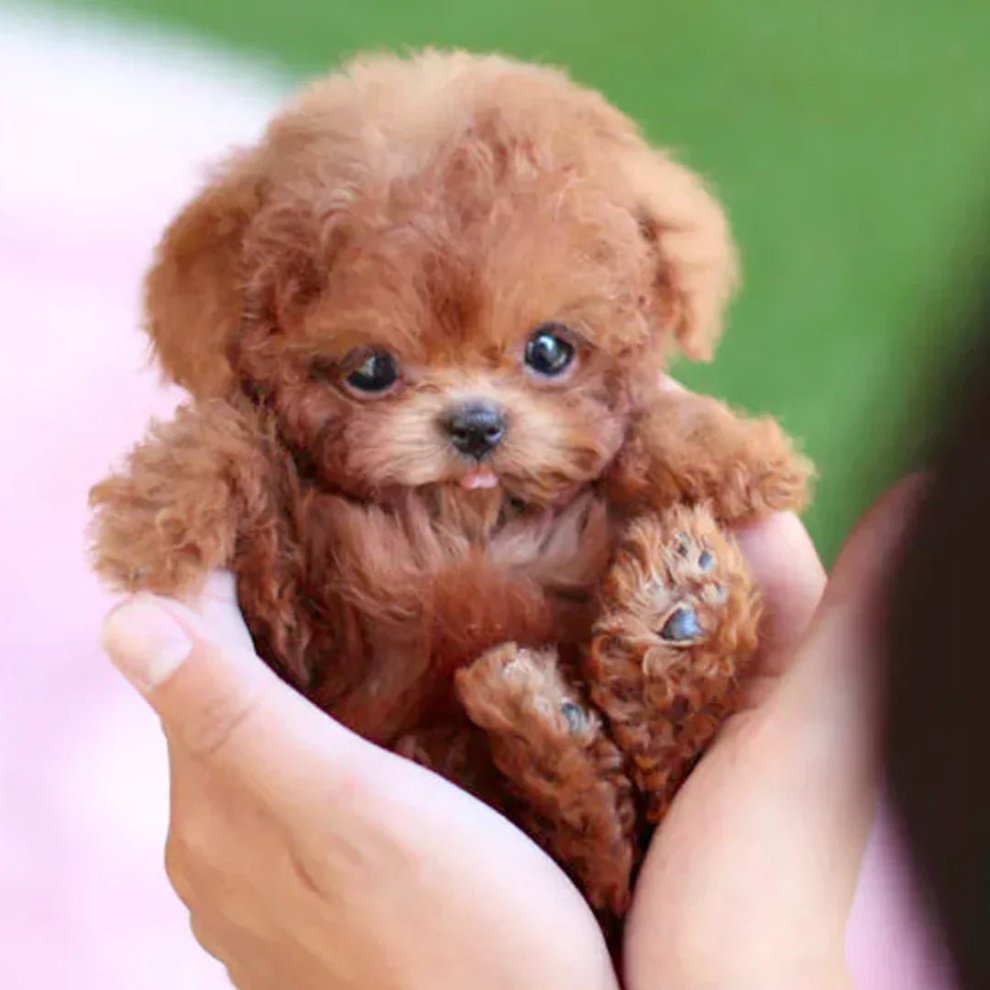 AI Robot Puppy – Walks, Barks & Wags Tail Like a Real Dog ⭐